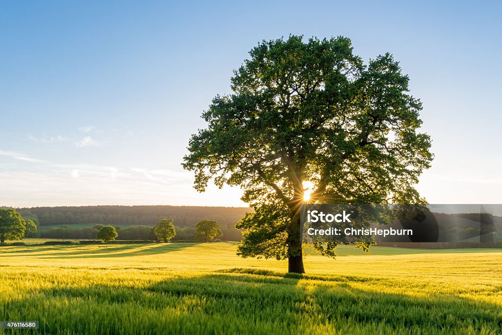 Istockphoto 476116580 1024x1024